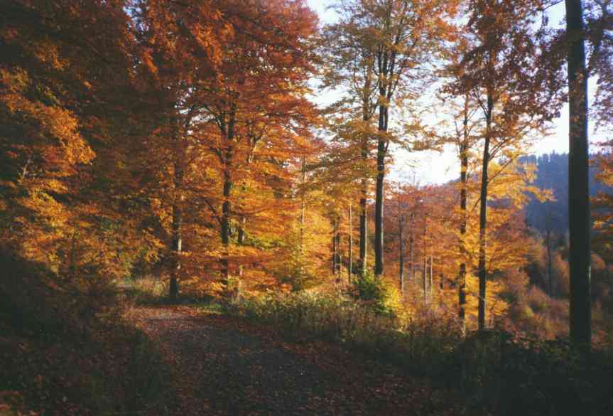 Unterkunft in Bad Sachsa