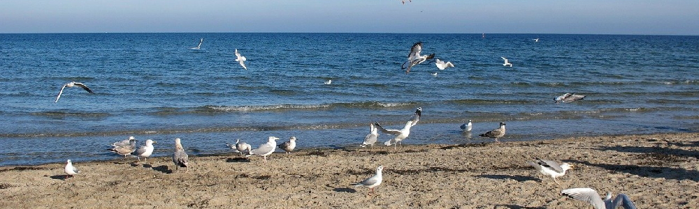 Möwen am Strand von Boltenhagen