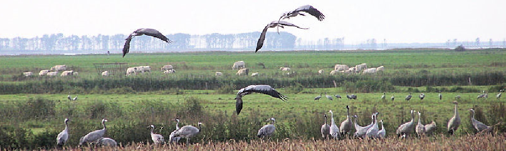 Unterkünfte in Gro Mohrdorf