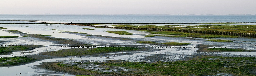 Salzwiesen in Wasserkoog bei Tetenbüll